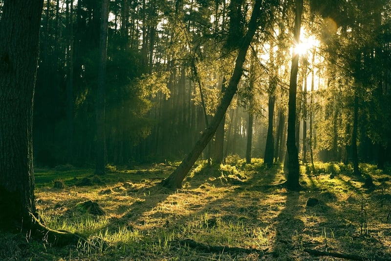 Sunlight in the forest